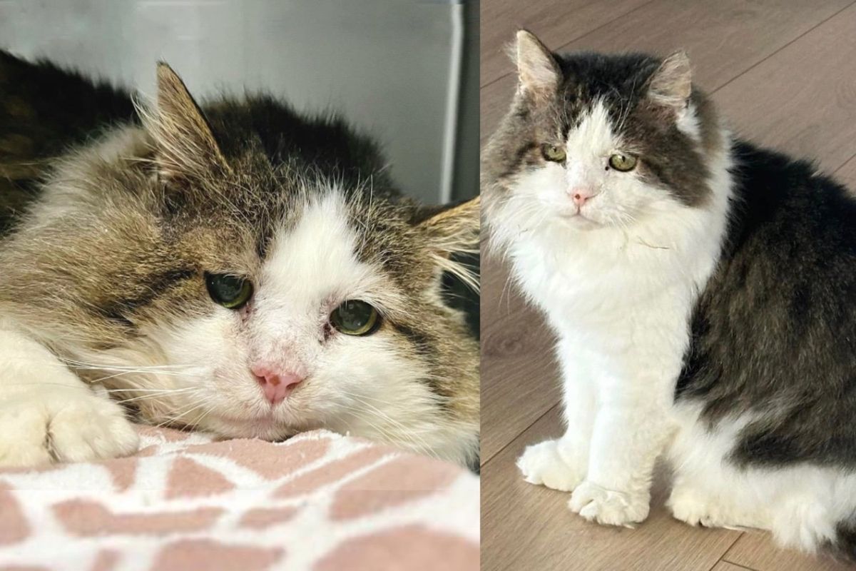 Cat Stuck in Shelter Only Knows Hisses Then Someone Opens Their Home and Watches Him Change