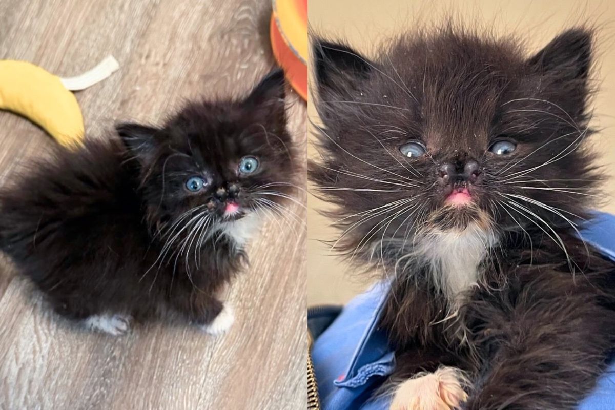 Kitten Has 'Perpetual Surprised' Face and Doesn't Let Anything Stand in Her Way, Charming People Every Day