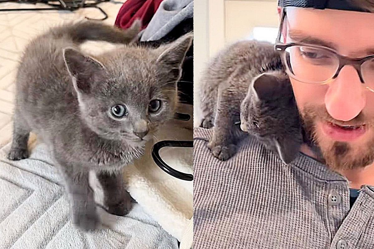 Kitten Comes Up to Man in His Front Yard, Brushing Against His Legs, Next He's on His Shoulder, Ready to Stay