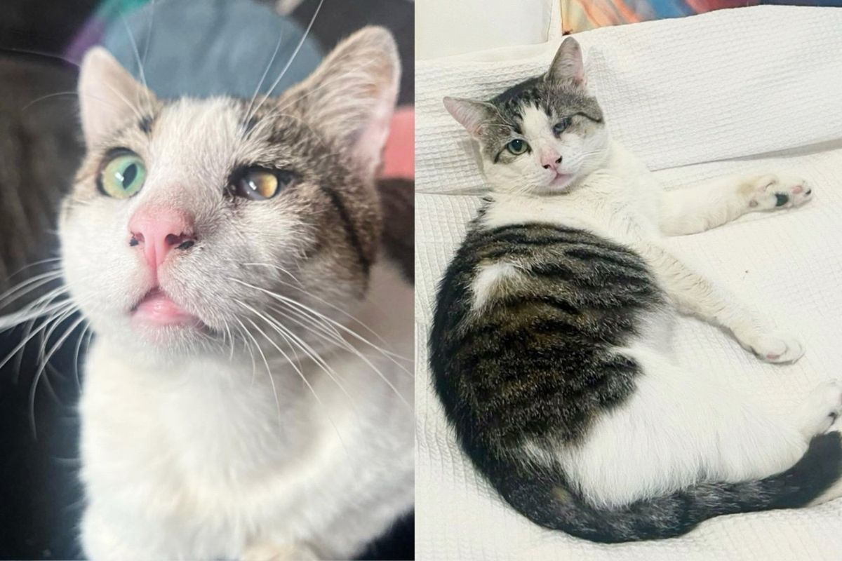 Stray Cat with Gentle Spirit Longed for the Comfort of Home Life, Finally Got His Wish, Couldn't Be Happier