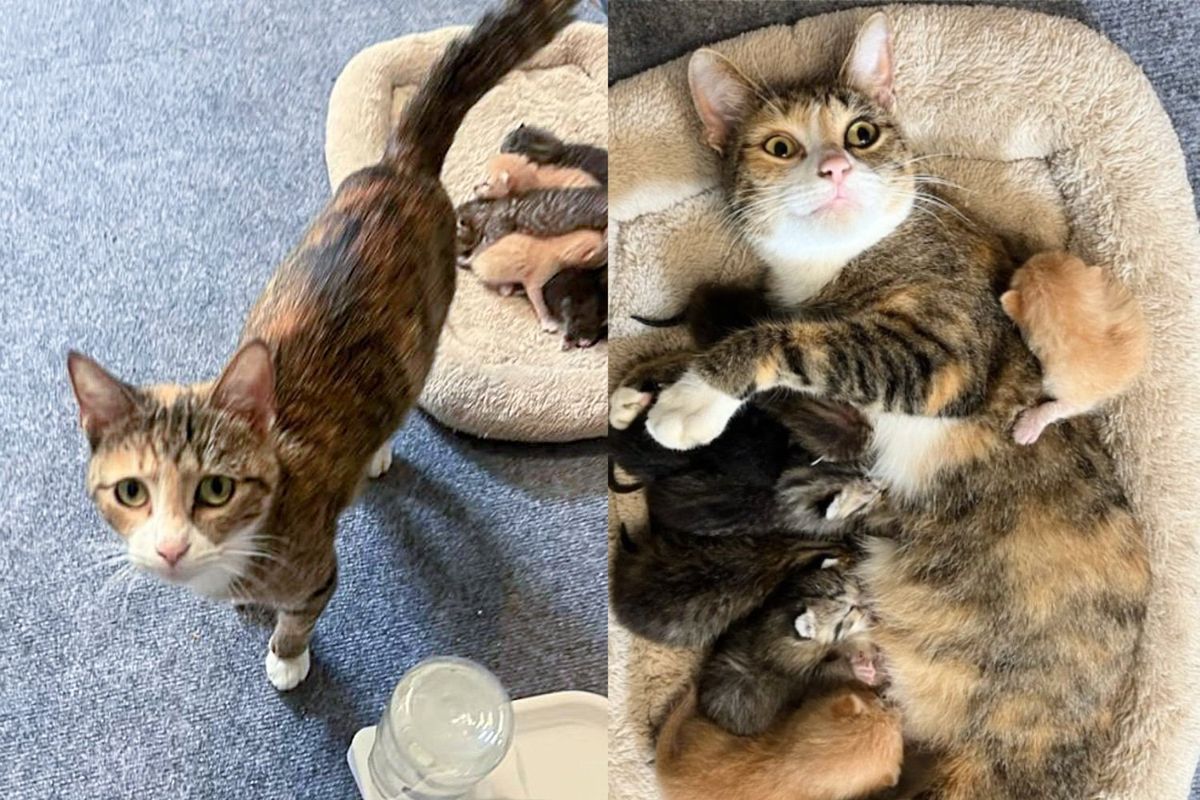 Cat Leads People to Her Kittens the Night Before Hurricane Milton and 'Thanks' Them in Most Heartwarming Way