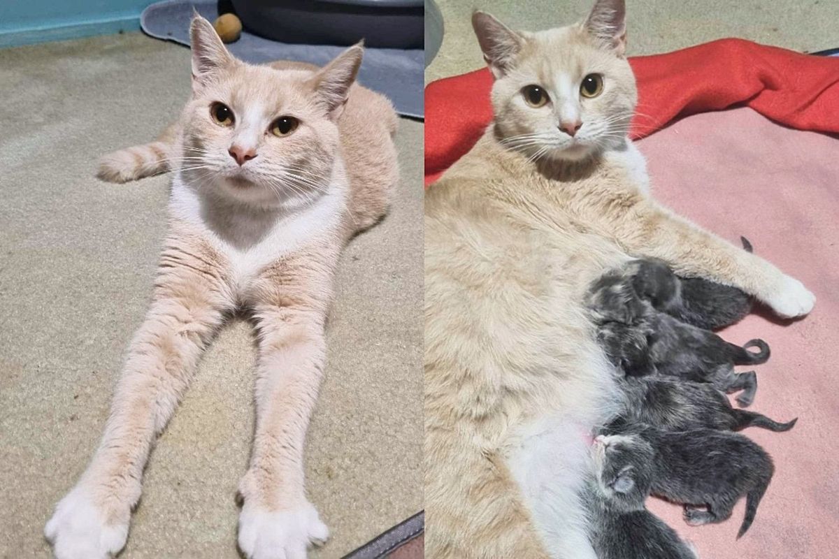 Stray Cat Picks the Right Home for a Meal, Later They Discover She Has Many Kittens to Feed