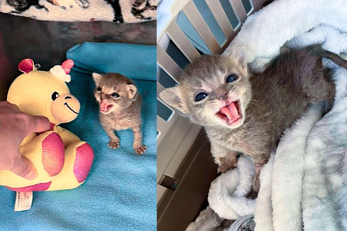 Kind Person Takes in Kitten, Though Tiniest of All, He Has Heart of a Lion Cat and a Will that Never Quits