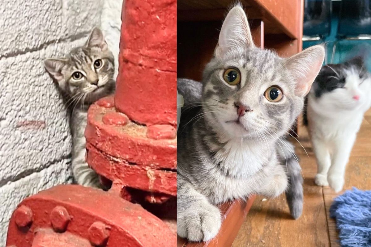 Kitten Left in Stairwell, But His Face Lights Up as Soon as He's in a Home, Especially at Sight of Other Cats