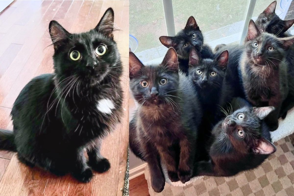 Stray Cat Approaches Kind Stranger, Soon Filling a Home with Her Look-alike 'Void' Kittens