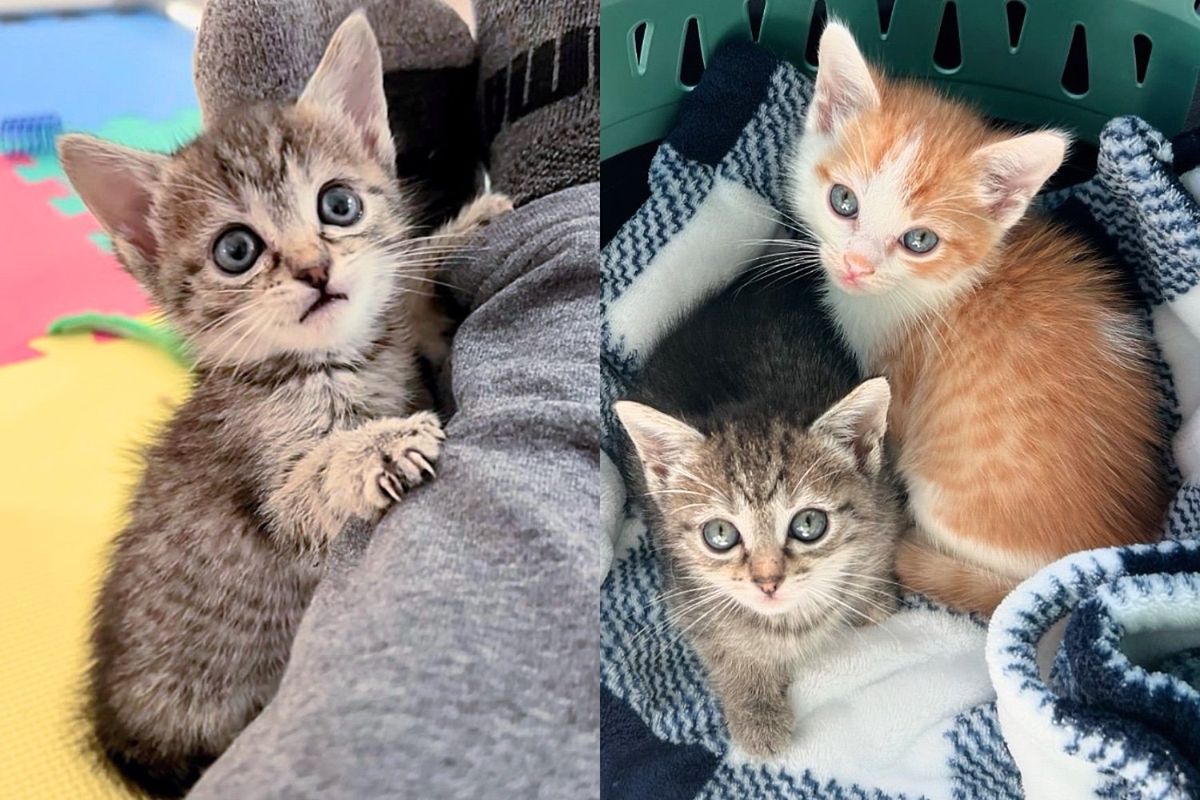 They Take in Kittens Who Have Trouble Walking and Transform Them into Climbing Cats in a Few Days