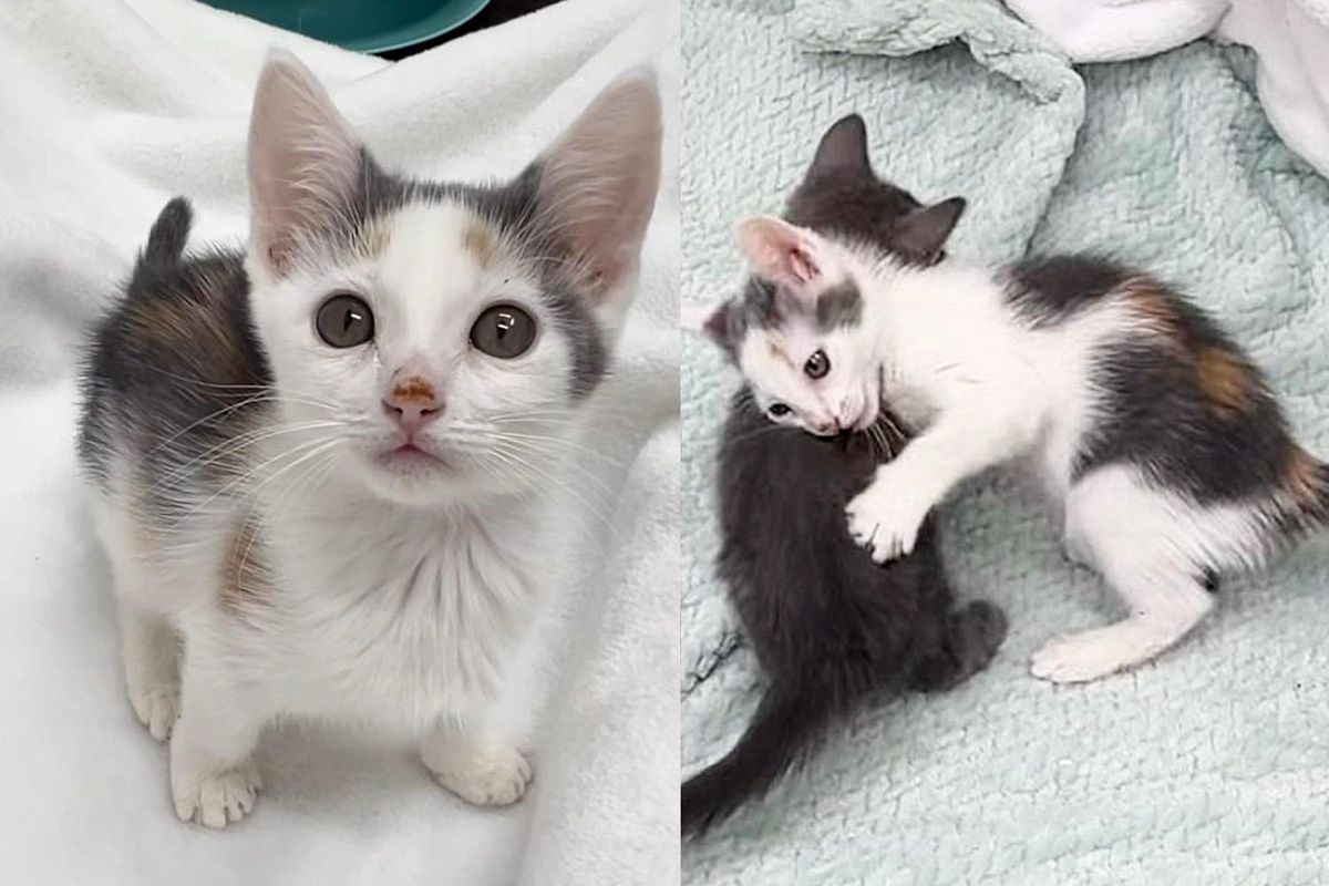 Two Kittens, Once Hiding Outside, Now Claim Every Lap Indoors Especially Curious When They Notice Another Cat