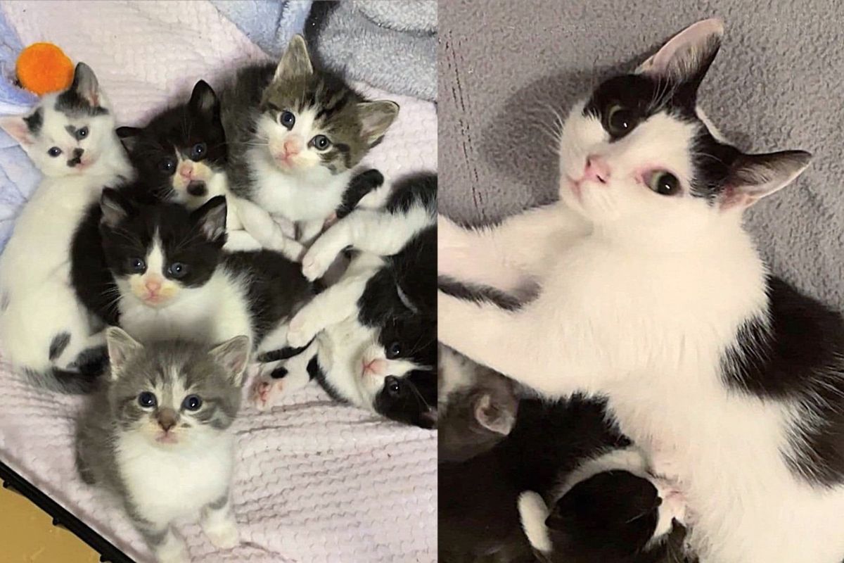 They Take in a Cat with Kittens and Notice She Begins Following Other Felines, Gaining Courage