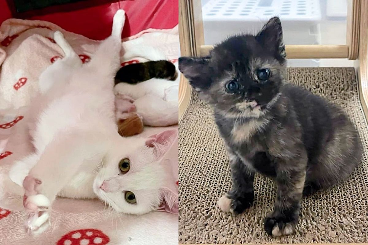 They Take in an 'Unwanted' Cat and Not Only Uplift Her Life but Also Bring Hope to Four Kittens