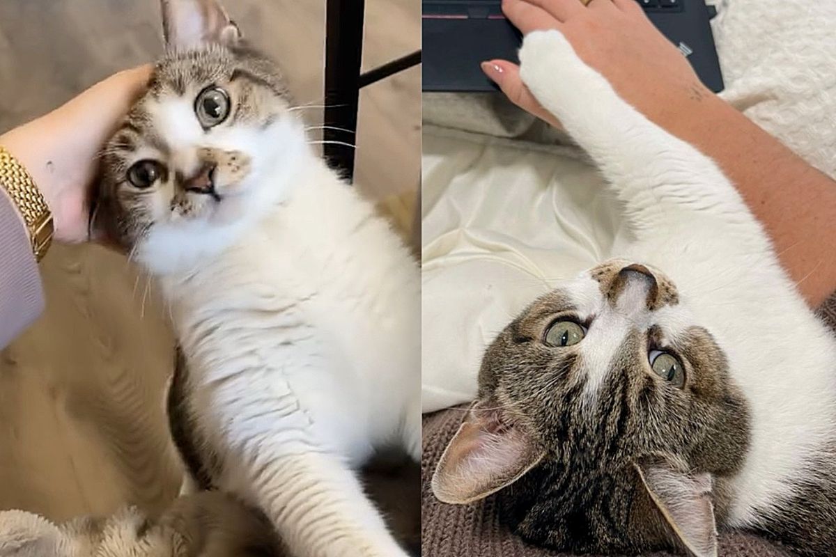 Lonely Cat Turns into Most Affectionate Cat When Someone Welcomes Him in, Making Him Feel at Home Again
