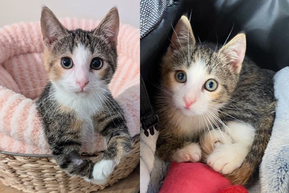 They Take in Kitten Needing Extra Care, Now Watch Her Enjoy Life Like Other Cats but in Her Unique Way