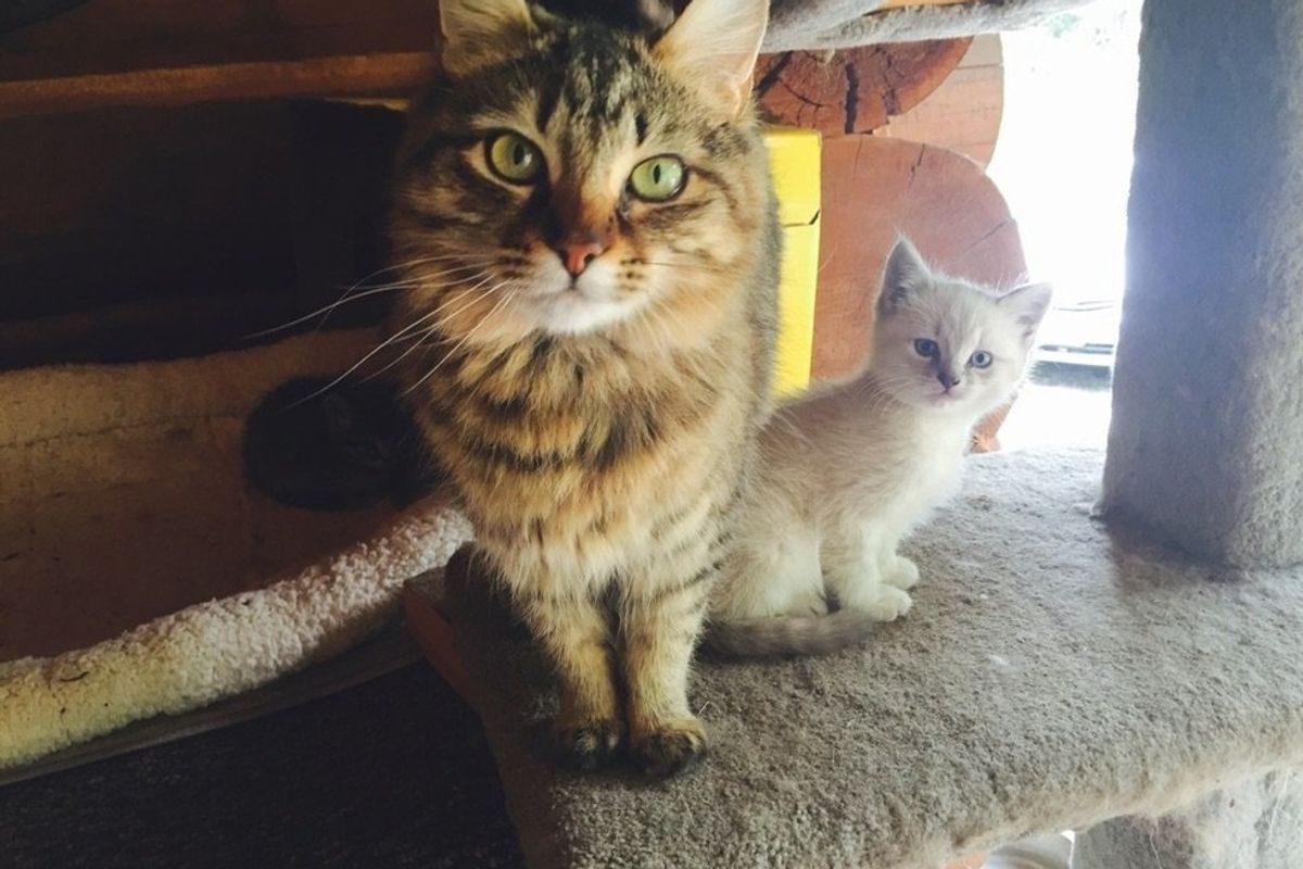 Cat Mom Wants to Meet Woman Before She Adopts Her Baby