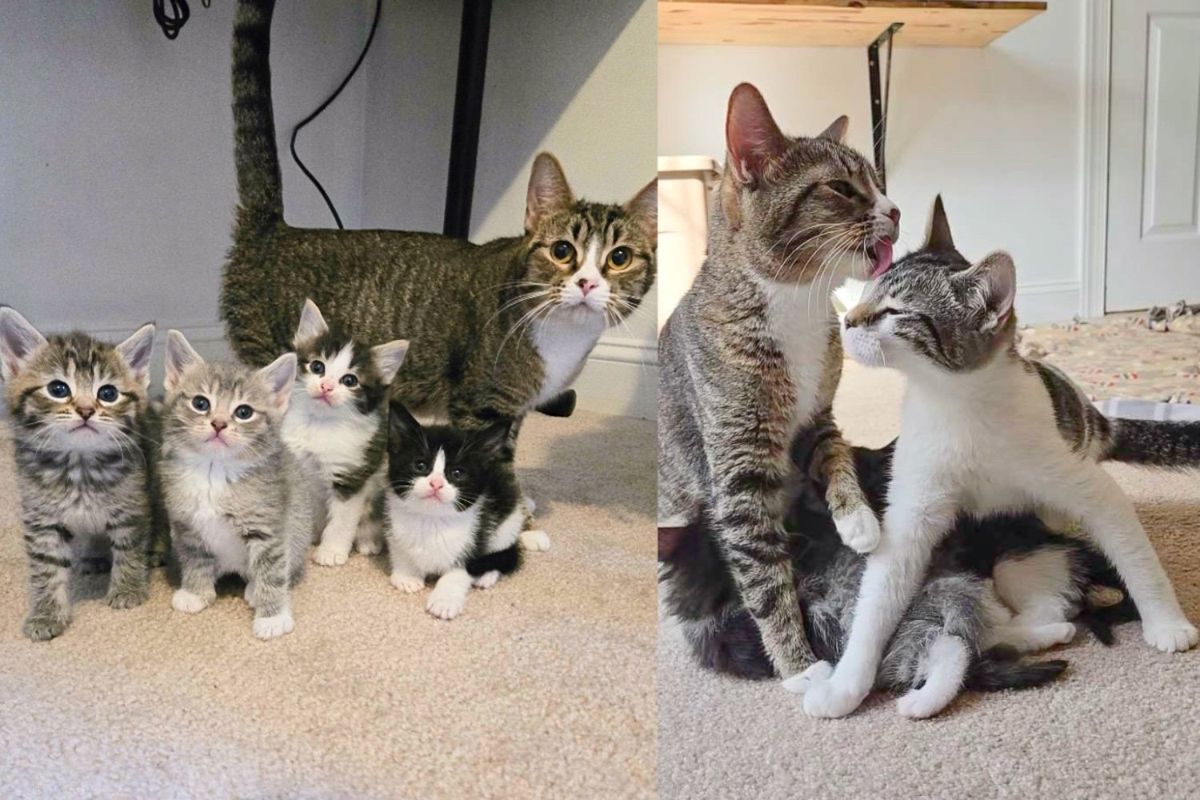 Led by Intuition, They Discover Family of Cats and Kittens in Local Park, Shifting the Course of Their Lives
