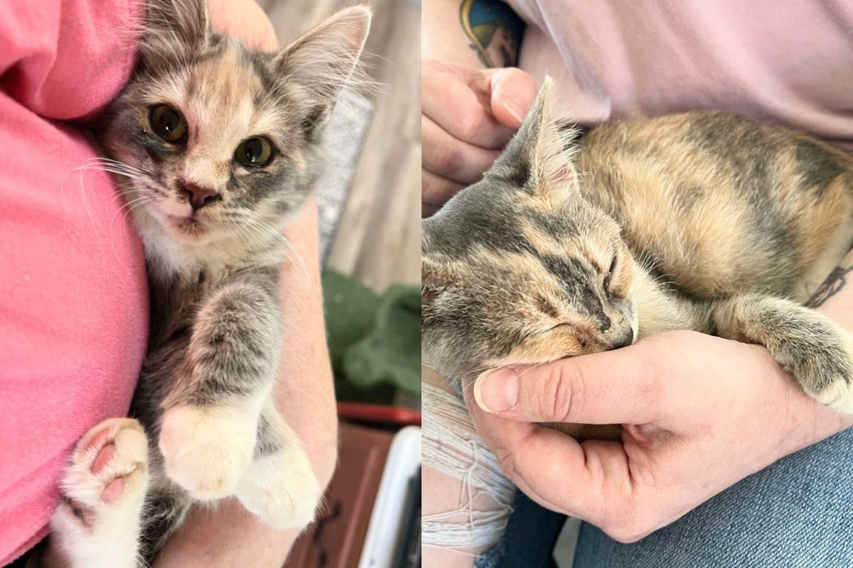Rescuer Gets Stray Kitten off the Street and Returns for Another Cat, Her Sister, Cut from the Same Cloth