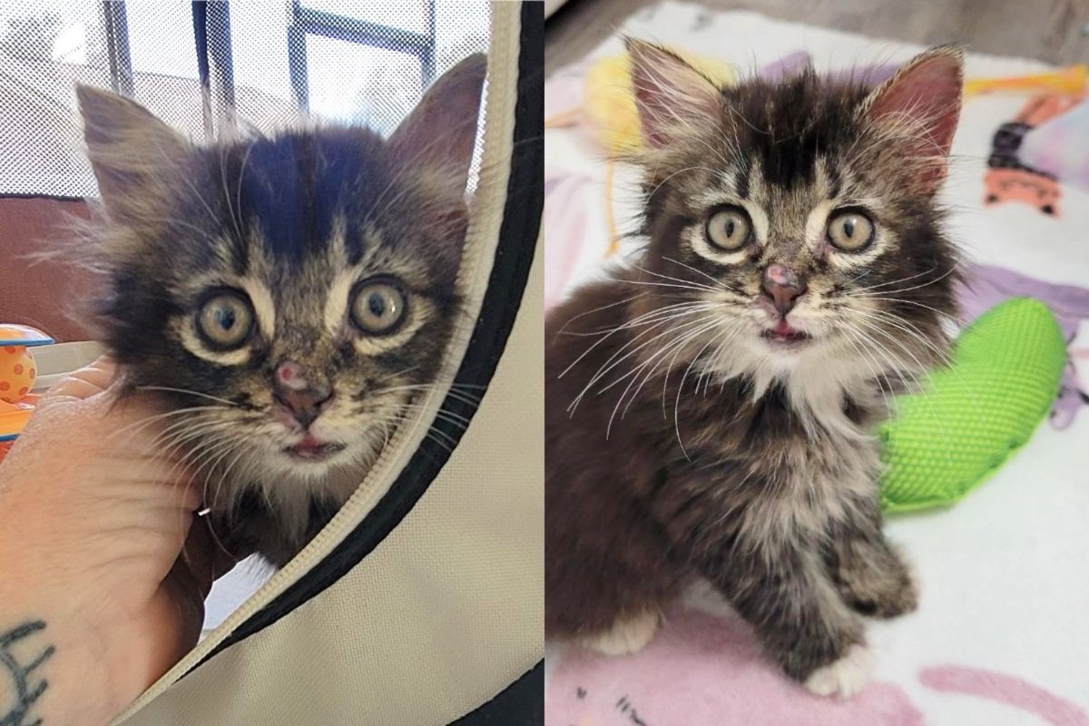 Kitten Springs for Affection and Won't Take no for an Answer Once She's Indoors, Away from the Highway