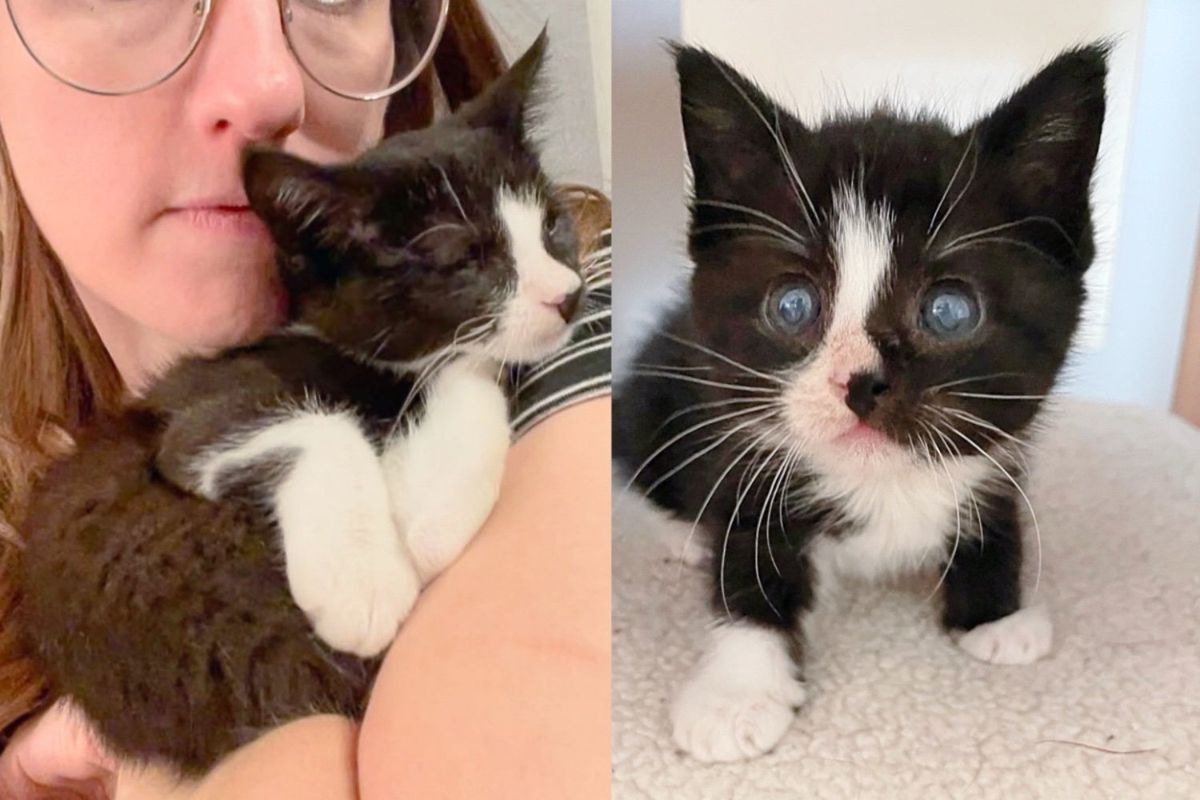 Person Steps in to Help Kitten Born in Animal Shelter, Now Young Cat is Flourishing in Ways No One Imagined