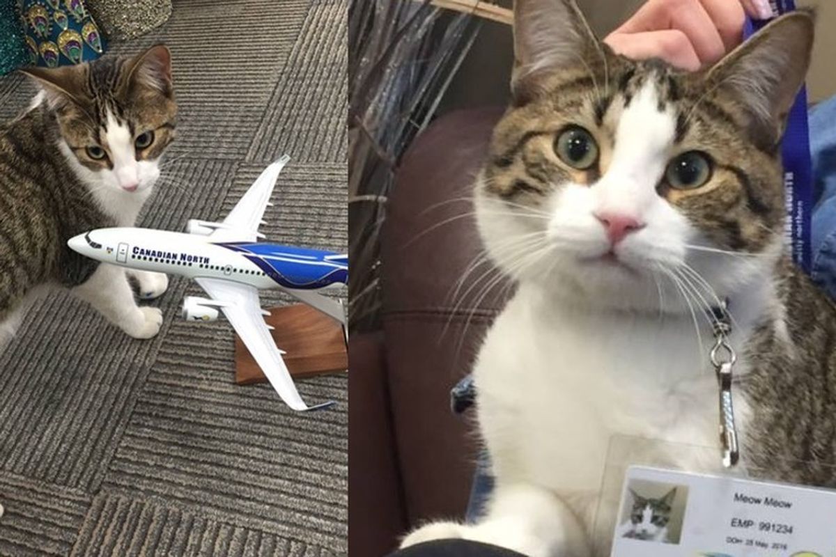 Canadian Airline Looks After Cat for Evacuee and Even Gives Cat Her Very Own ID