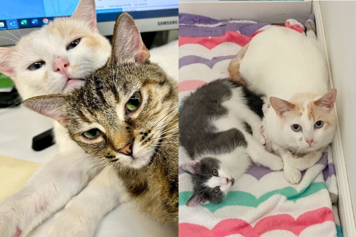 Cat is Taken in, Needing Extra Care, Other Cats and Even Kittens Gather Around to Make Him Feel Better