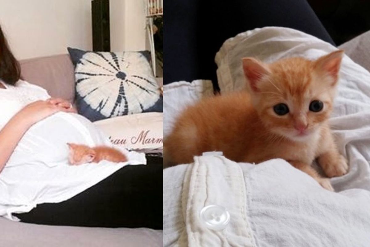 Woman Saves Orphaned Kitten, Now He Can't Stop Cuddling with Her and the Baby in Her Belly
