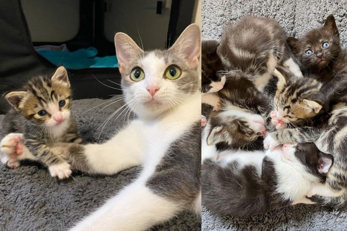 Cat is Freed from Crate by Kind Stranger Just in Time to Change Her Kittens' Lives Forever