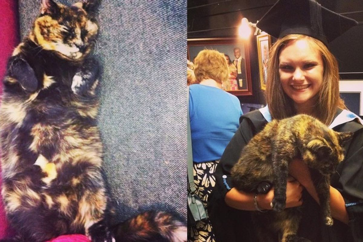 After 14 Years, Tortie Cat Becomes Honorary President for Students' Union