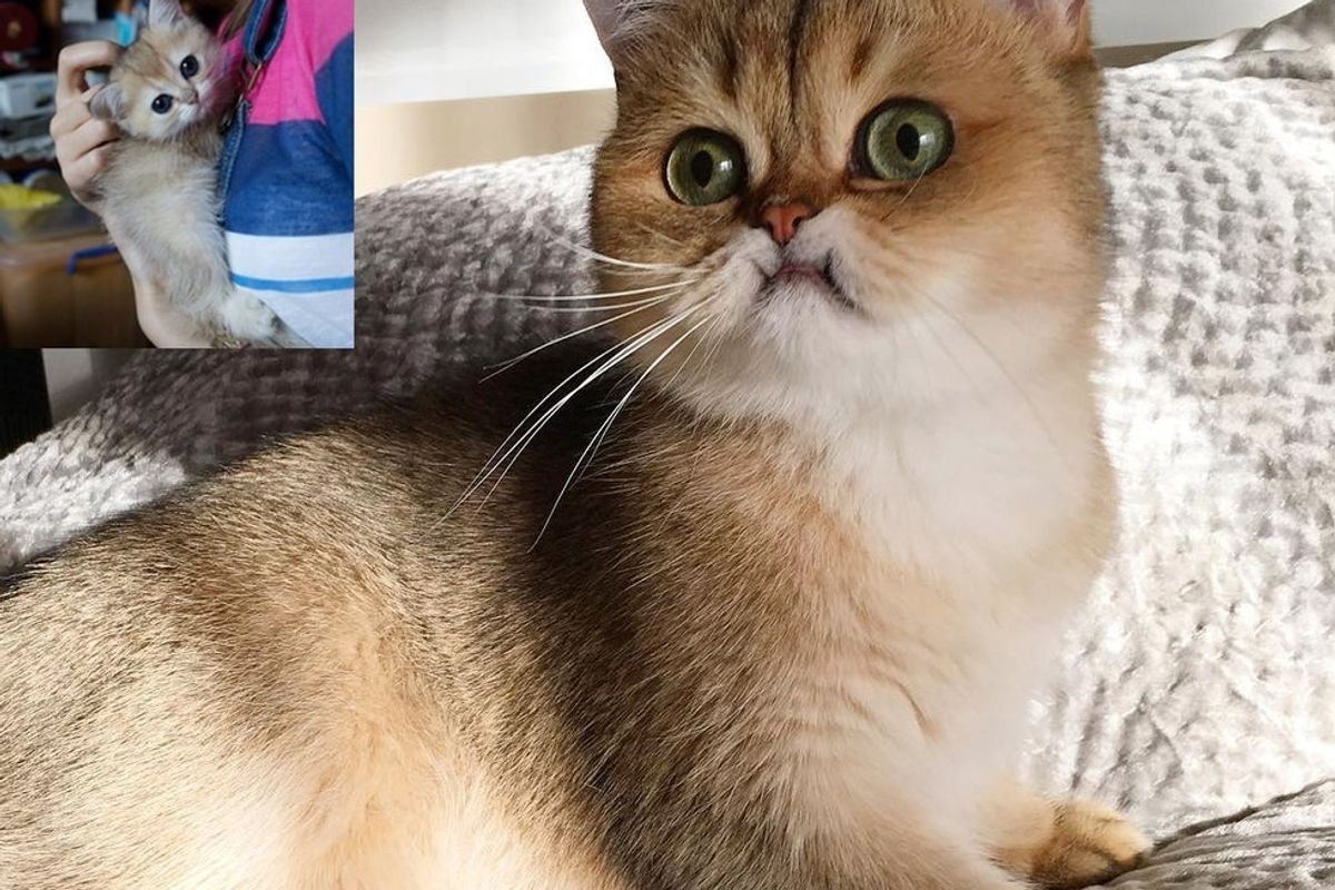 Cat Becomes Snaggletoothed As He Grows Up