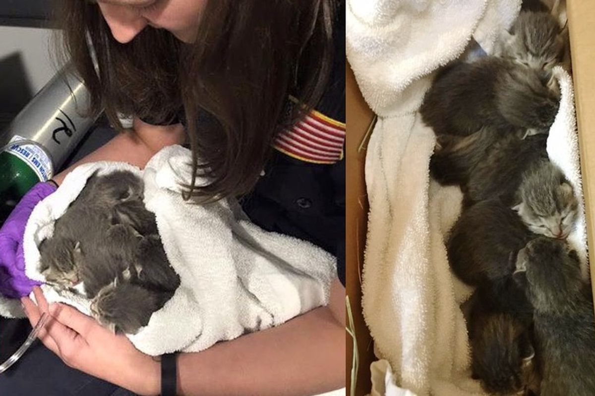7 Kittens Rescued from Building During Fire Drill