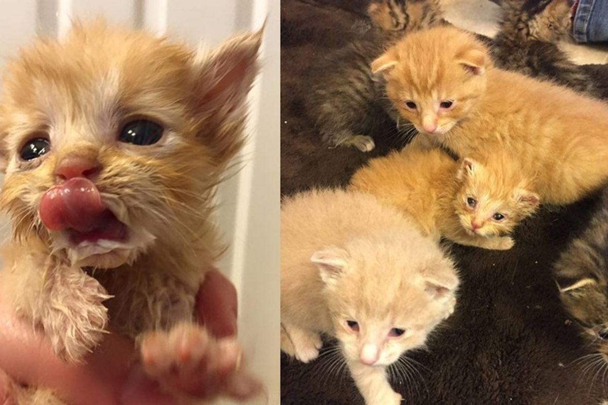 Slurpee the Orphaned Ginger Adopted by 9 Other Orphaned Kittens