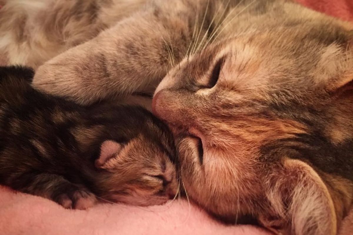 Woman Showed Frightened Pregnant Cat Love, Now She Loves Her Babies the Same Way