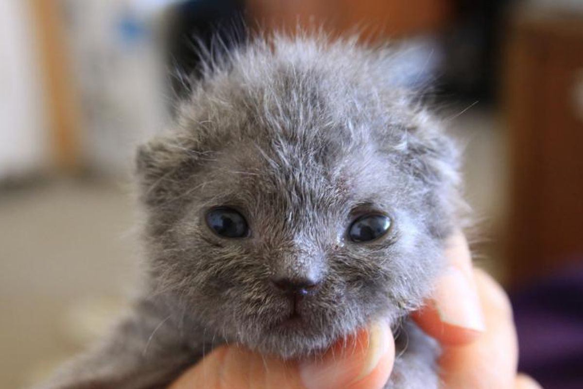Tiny Blue Kitty Given A Fighting Chance