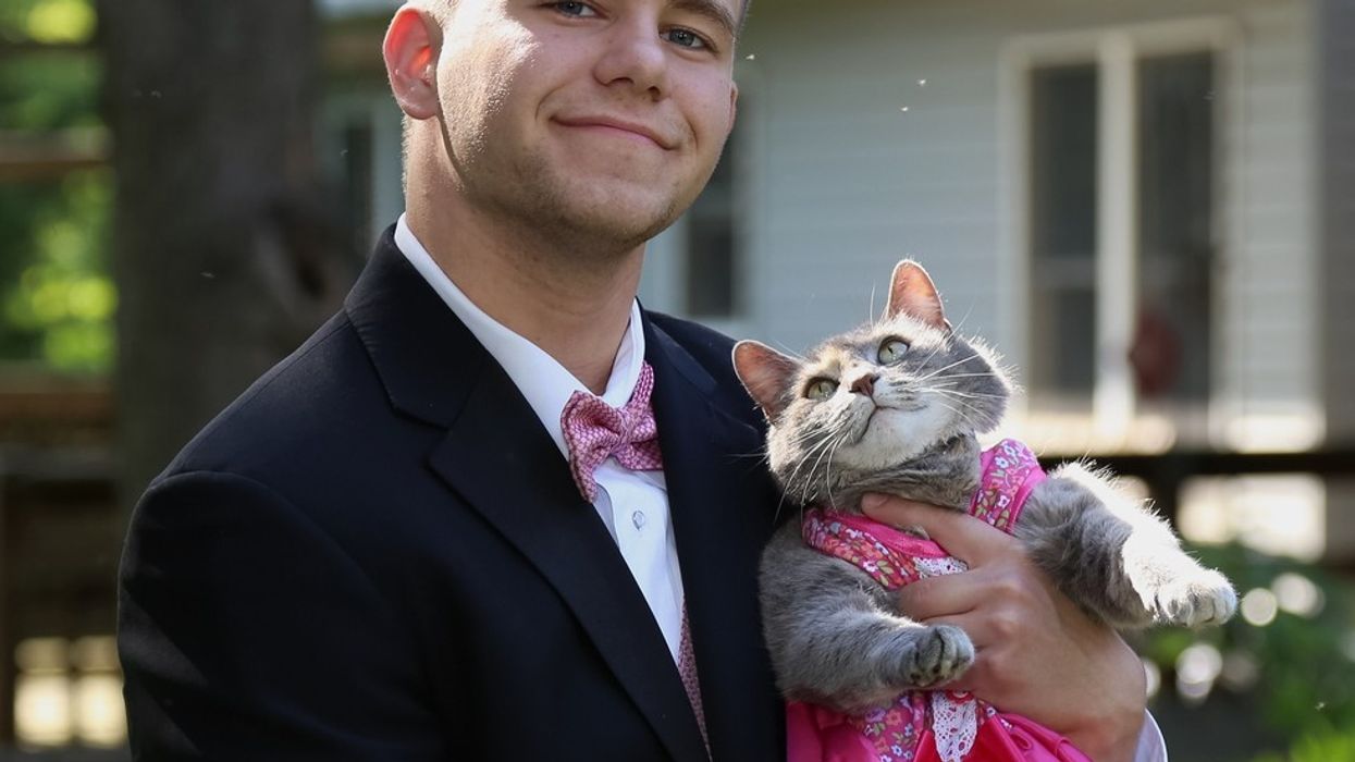 cat in prom dress What's the story behind the cat in most prom photos?