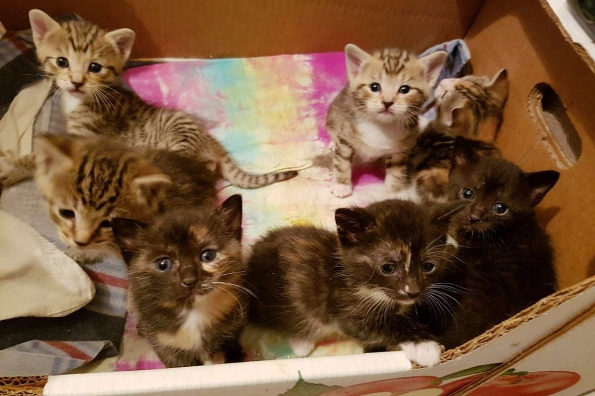 They Thought They Saved a Stray Cat, but Really Rescued Eight