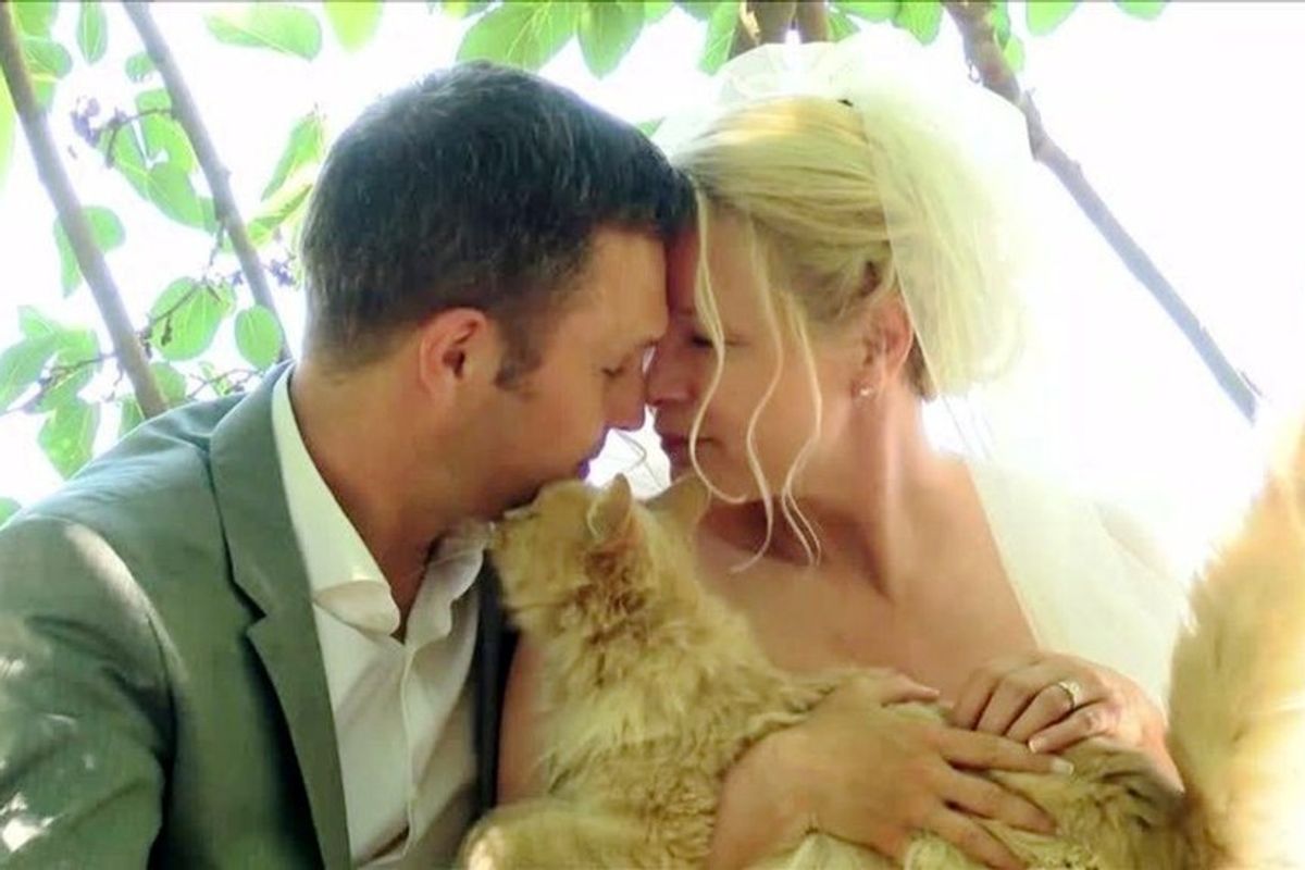 Canadian Couple Celebrates Their Wedding with 1,100 Cats. It is Purrfect!