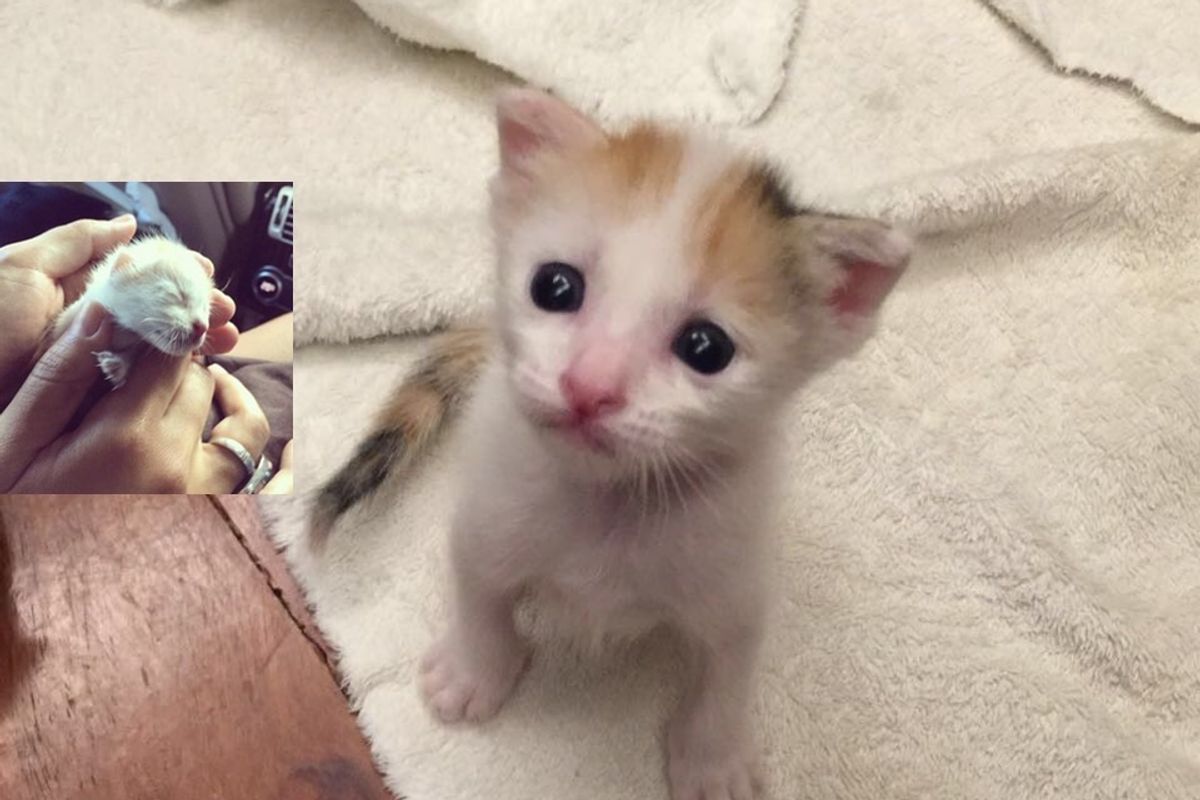 Newborn Kitten Found in Parking Lot Purrs in Her Rescuer's Arms