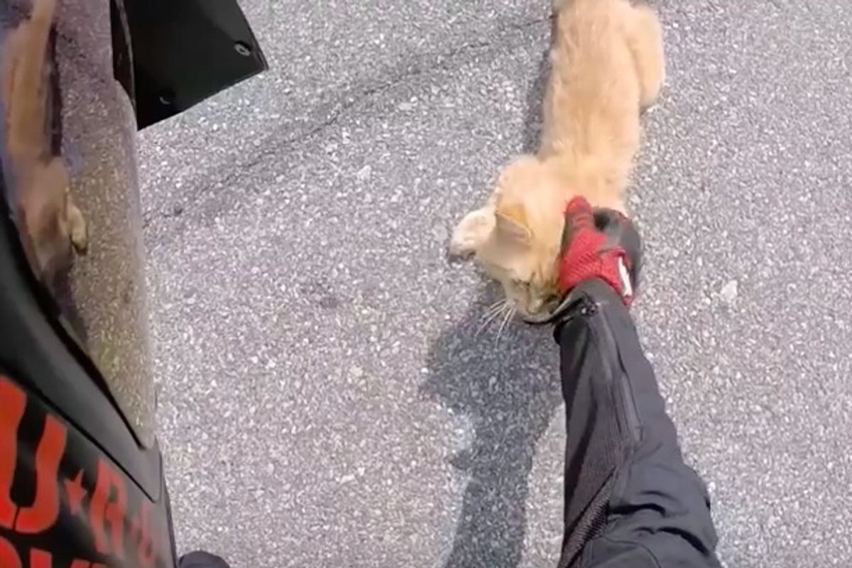 Motorcyclist Found Ginger Stray Lying on Mountain Road and Did Everything to Save Him