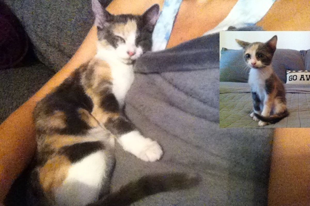 Young Woman Takes a Chance on a Calico, Cat Repays Her with Love She Never Expected