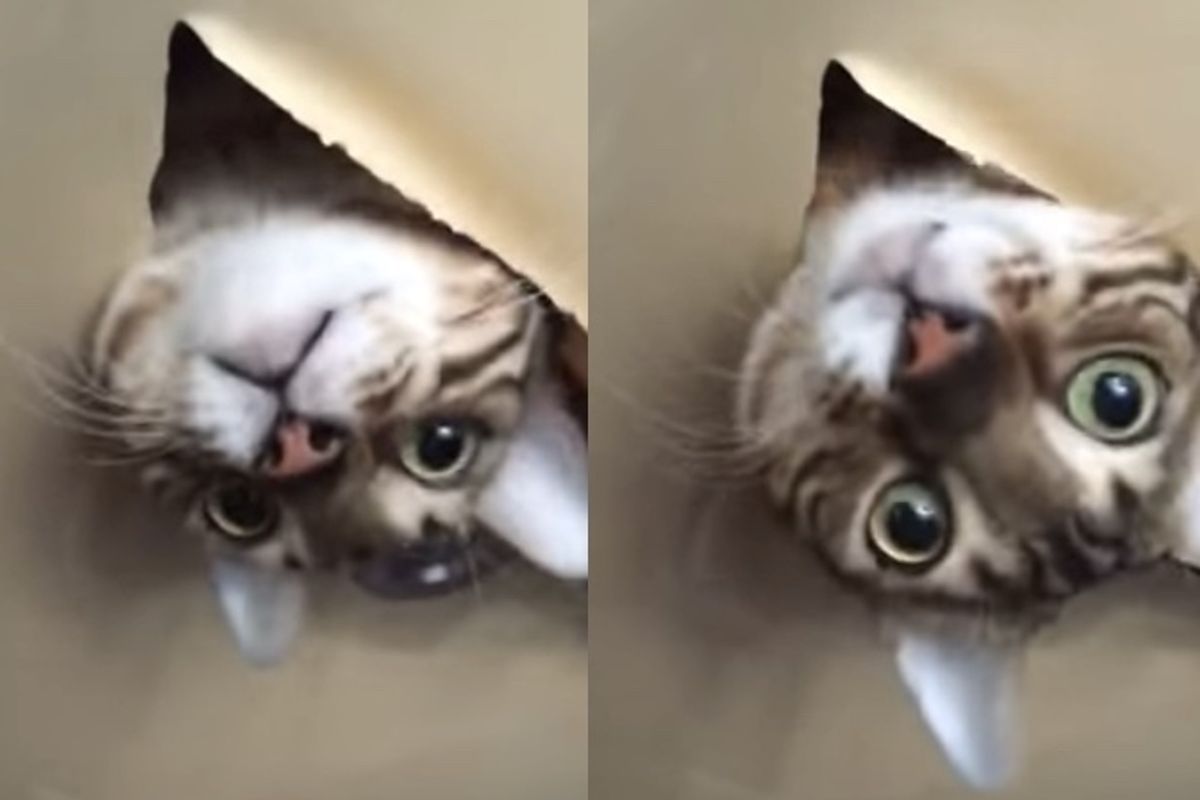 She Finds Her Cat in the Ceiling When She Gets Home