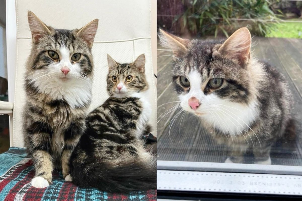 Person Notices Kitten Under the Bed Who Doesn't Belong to Them, a Week Later Another Cat Appears Across Road