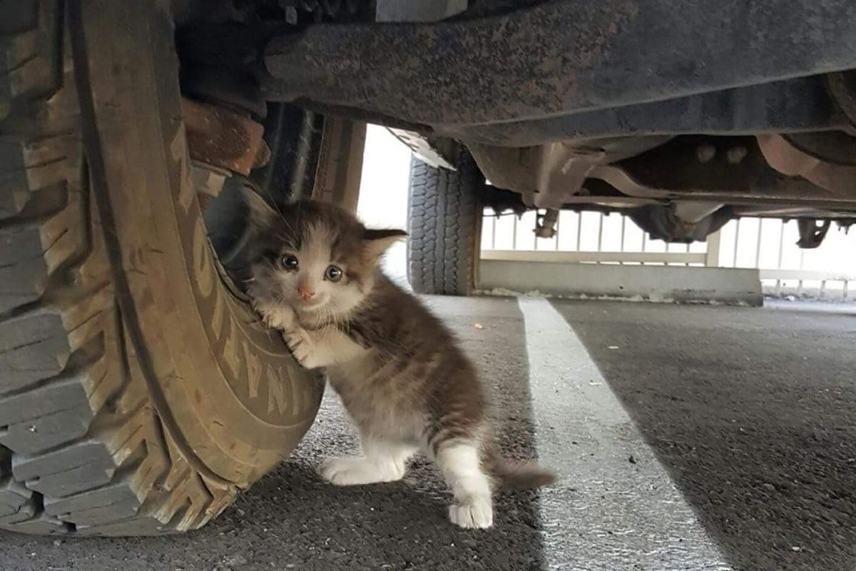 Man Found Stray Kitten Clinging to Truck and Knew He Had to Help..