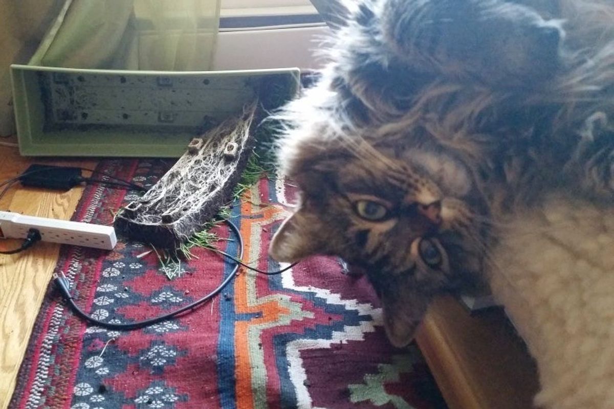 This is What Her Human Woke Up to This Morning...