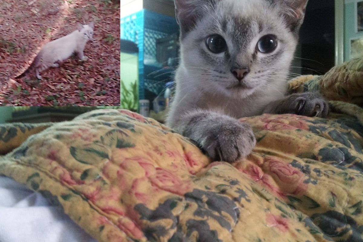 Woman Saves Feral Cat, Shows Her What Love is Like, Even Allergy Can't Stop Her