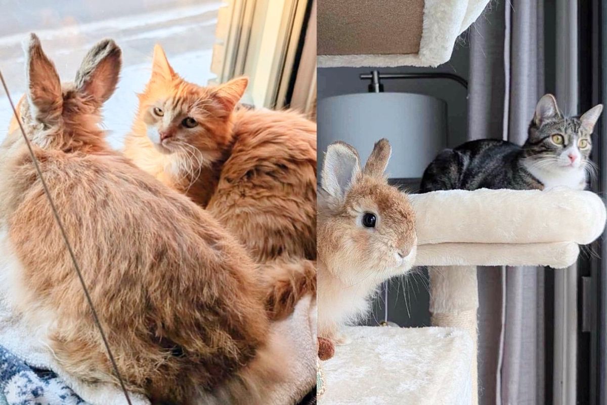 Cats Welcome Long-eared Friend Found Outside and Notice How Much He Enjoys Their Company