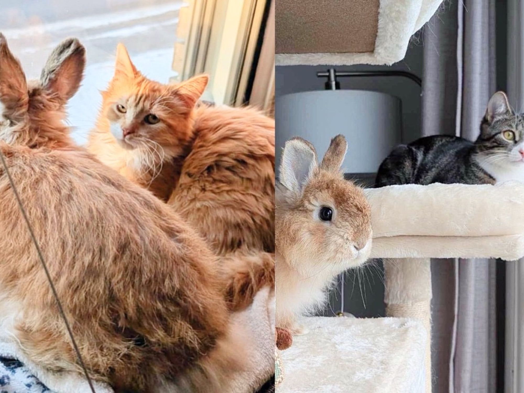 Do Rabbits Get along With Cats? Discover the Surprising Truth