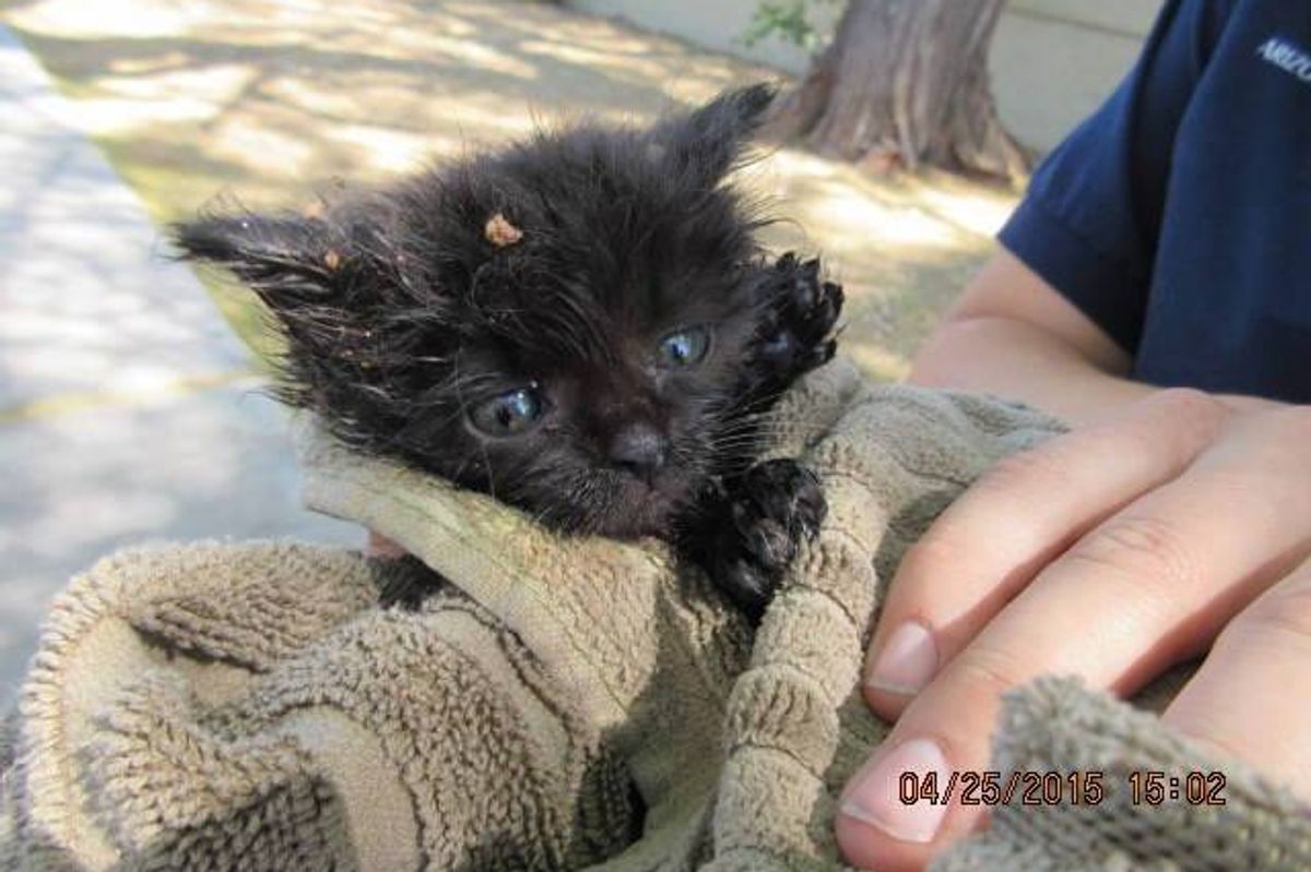 The Joy When They Got This 1-Pound Kitten Out from Underground