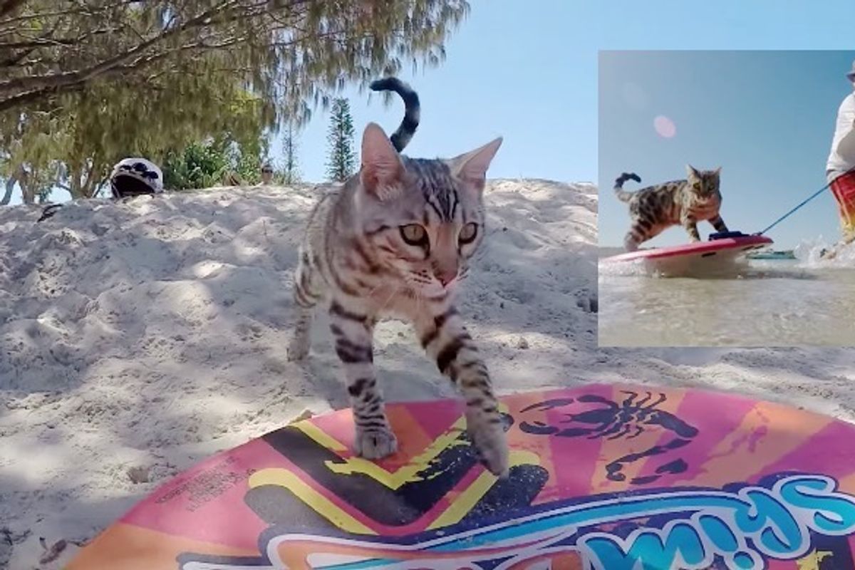 Cat Goes for a Ride on a Skimboard with His Human Dad