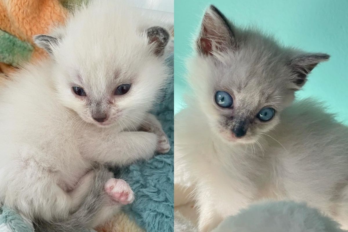 Cat Brought a Kitten to Her Feeder, Now a Year Later, the Little One Has the Best Possible Outcome