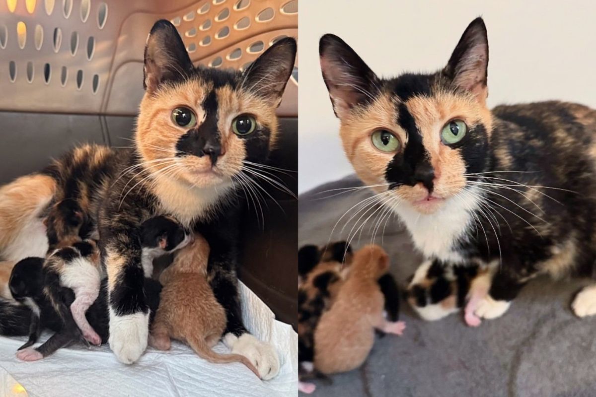 They Give Cat Safe Place to Care for Her Kittens Instead of Shelter, Watching Her Blossom Before Their Eyes