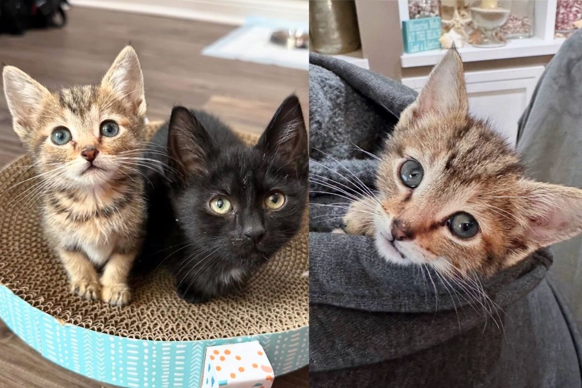 They Give Kittens Fresh Start, the Smallest of the Bunch Instantly Stands Out and Moves Their Hearts
