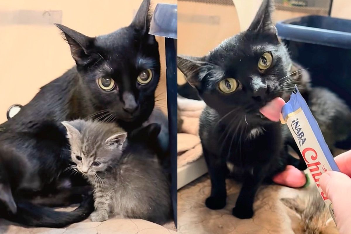 Cat Shied Away in Shelter But Started to Shine When She Entered Home and Saw Kittens Thrive