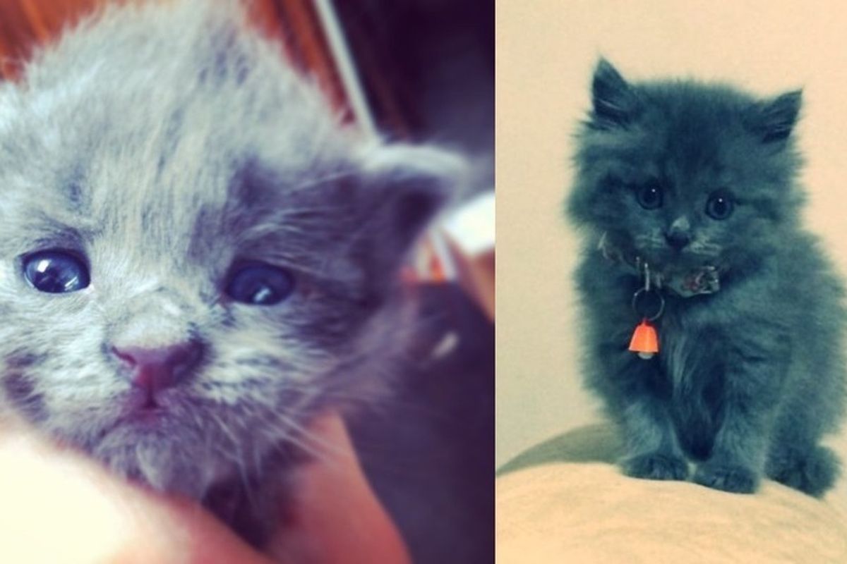 Feral Cat Mother Drops Off Her Kitten at a Family's House...